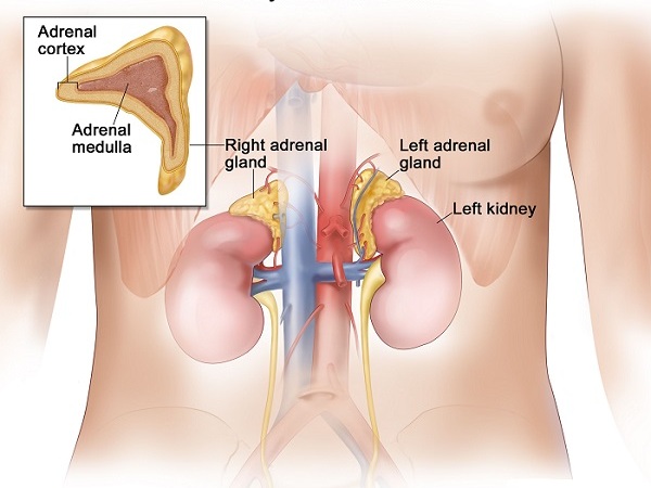 Anatomy and Location of the Adrenal Glands in the Body